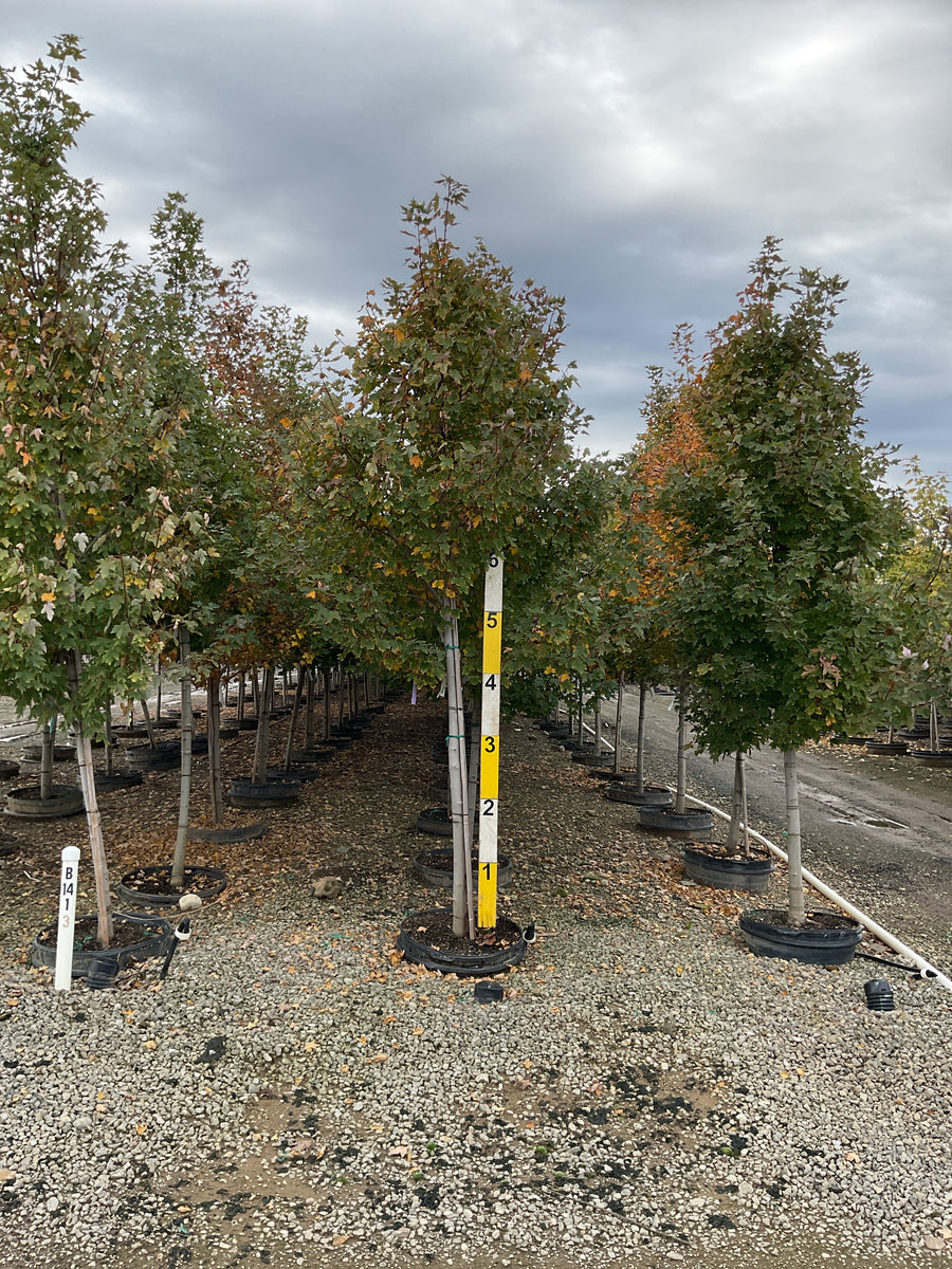 Acer rubrum 'Frank Jr.' â€” G25 2