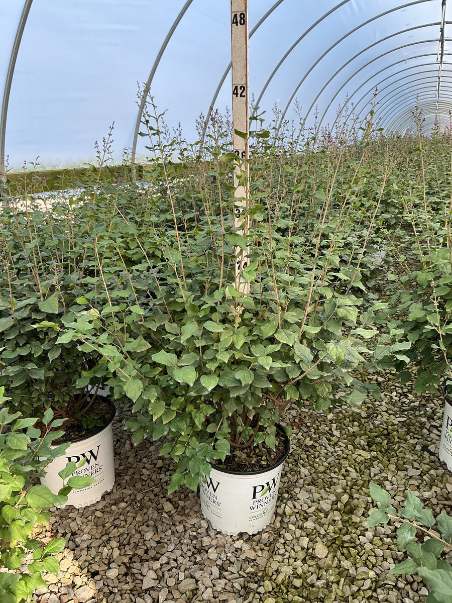 Syringa x 'Penda'