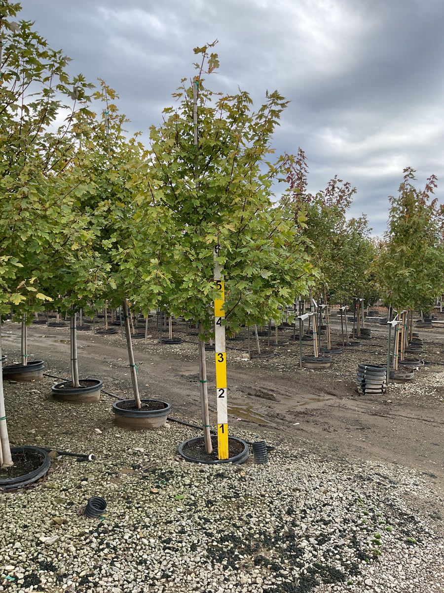 Acer x freemanii 'Jeffersred' â€” G20 1.5