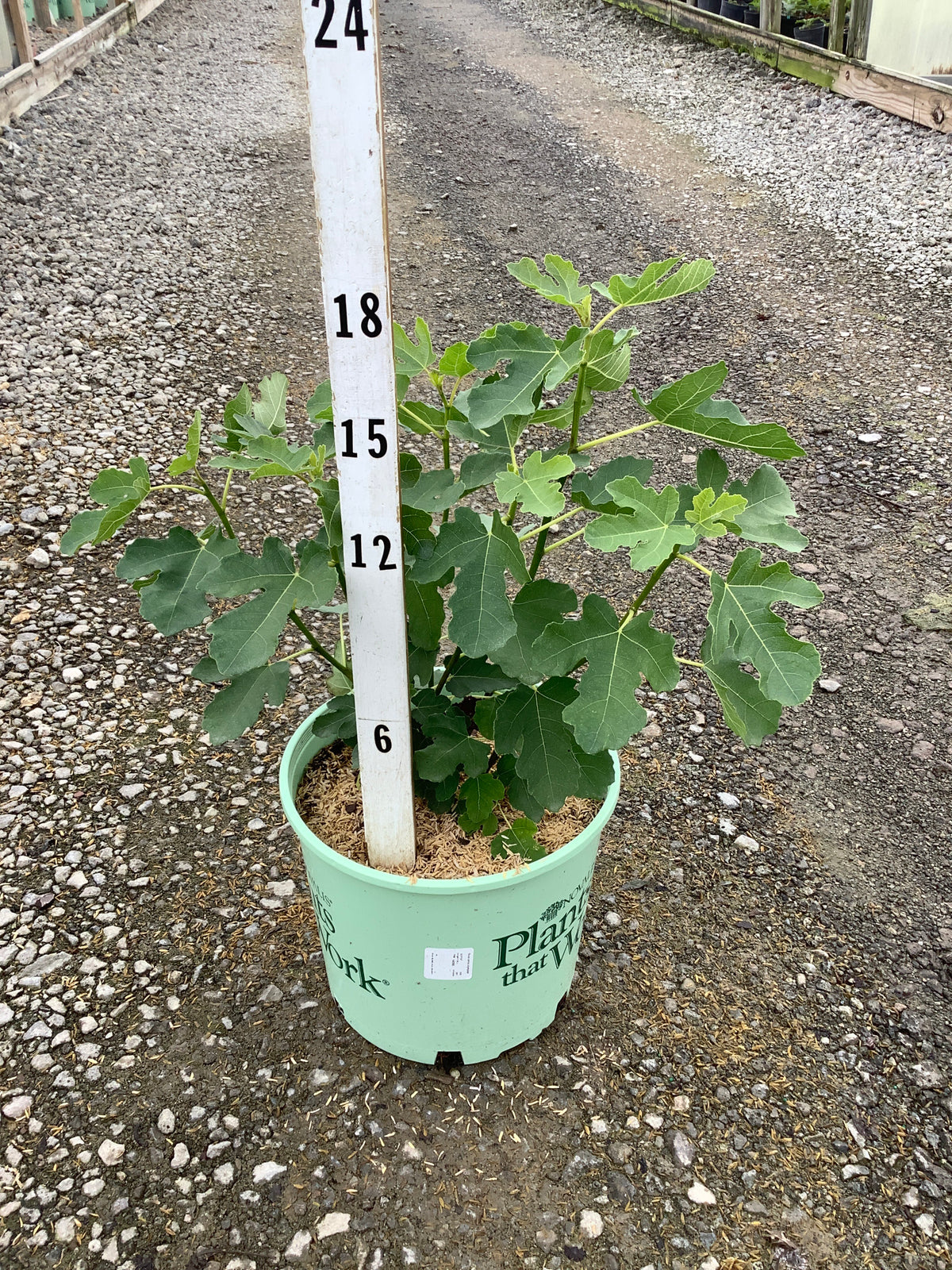 Ficus carica 'Olympian'