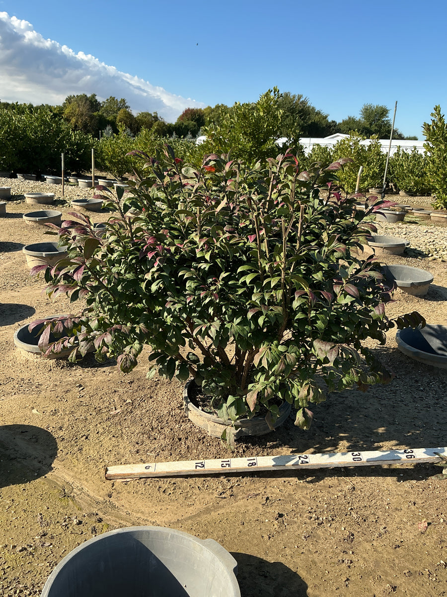 Euonymus alatus 'Compactus'