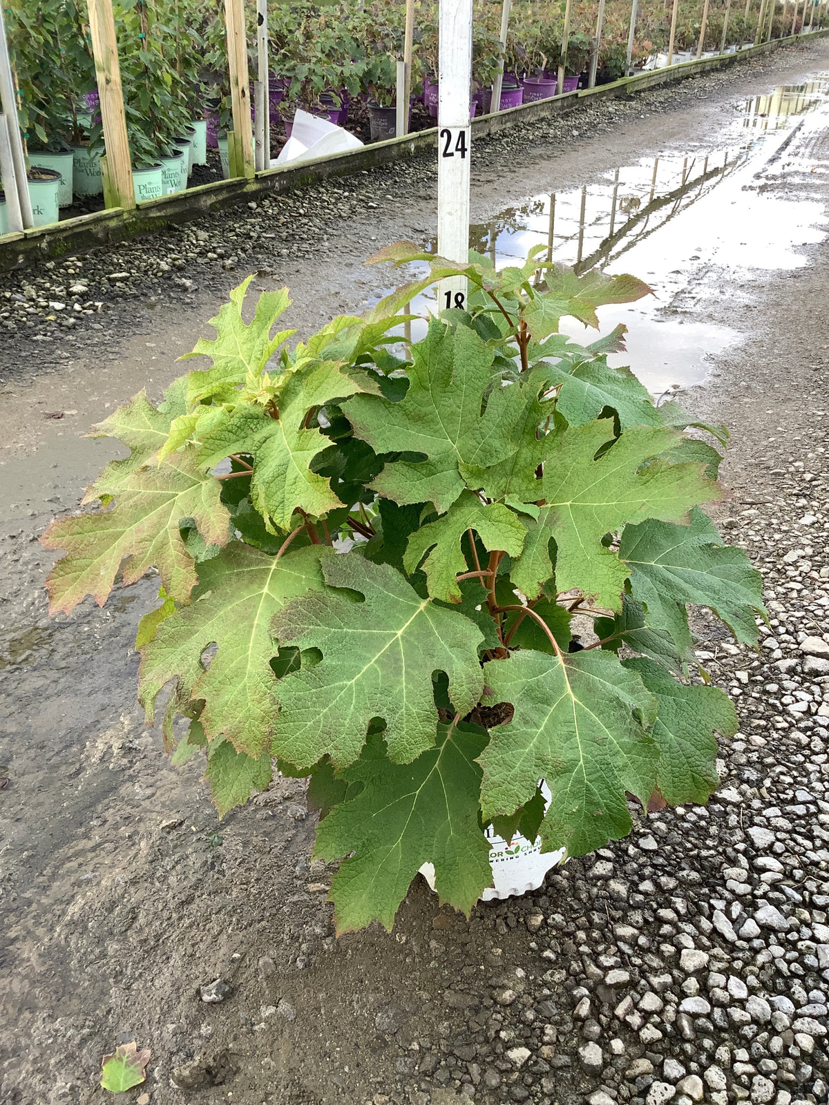 Hydrangea quercifolia 'NCHQ1'