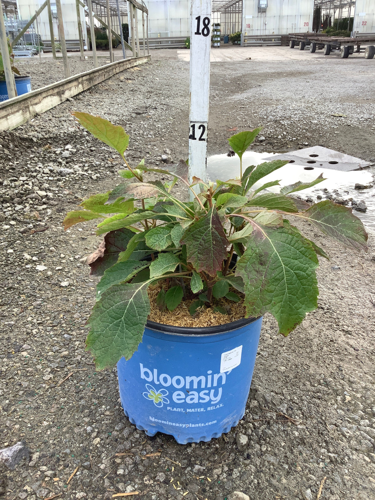 Hydrangea 'Q Toy Soldier'