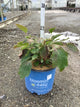 Hydrangea 'Q Toy Soldier'