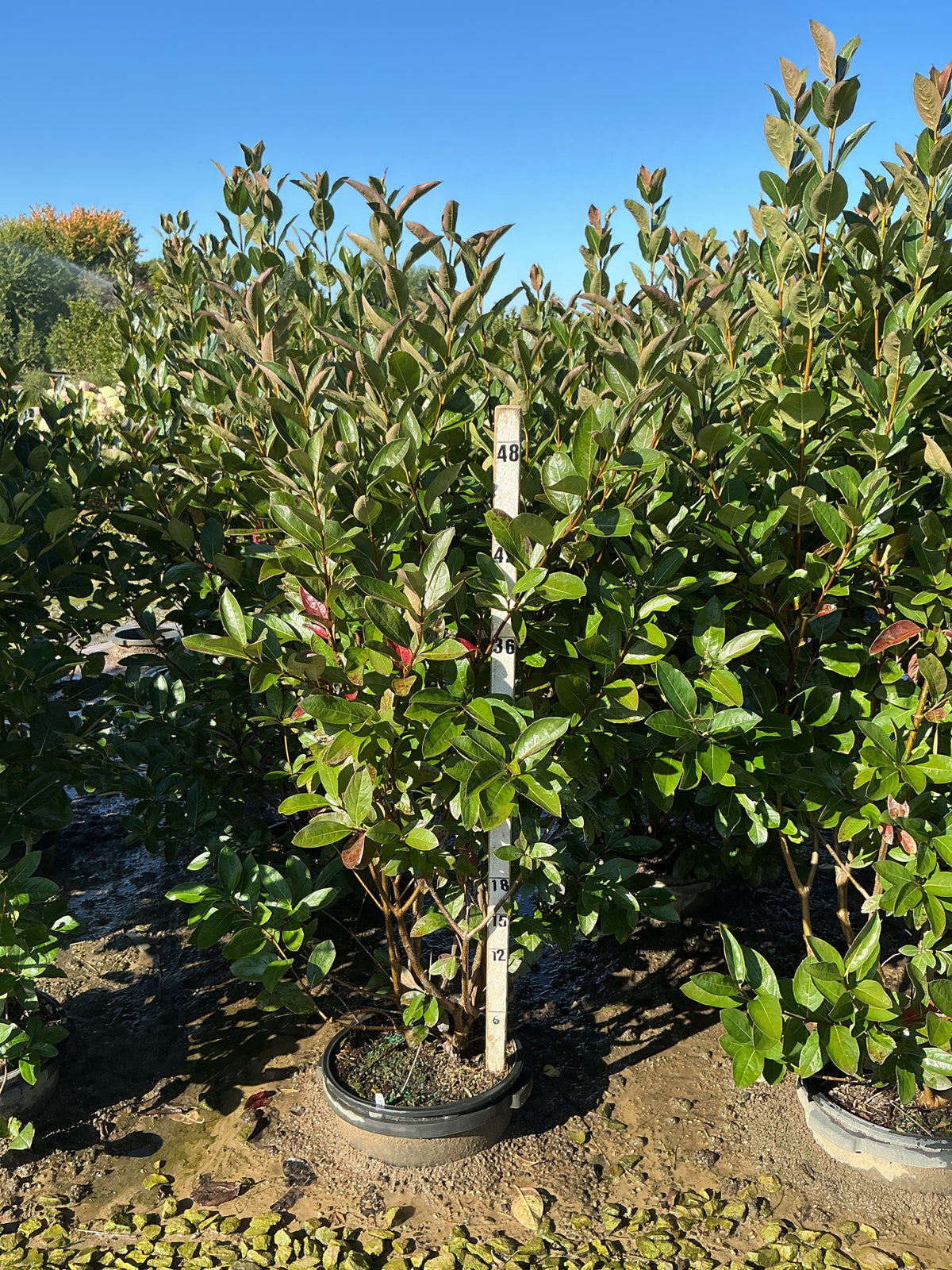 Viburnum nudum 'Winterthur'