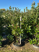 Viburnum nudum 'Winterthur'