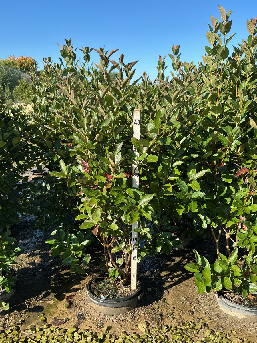 Viburnum nudum 'Winterthur'