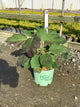 Hydrangea quercifolia 'Snowcicle'