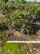 Hydrangea paniculata 'Bailpantwo'