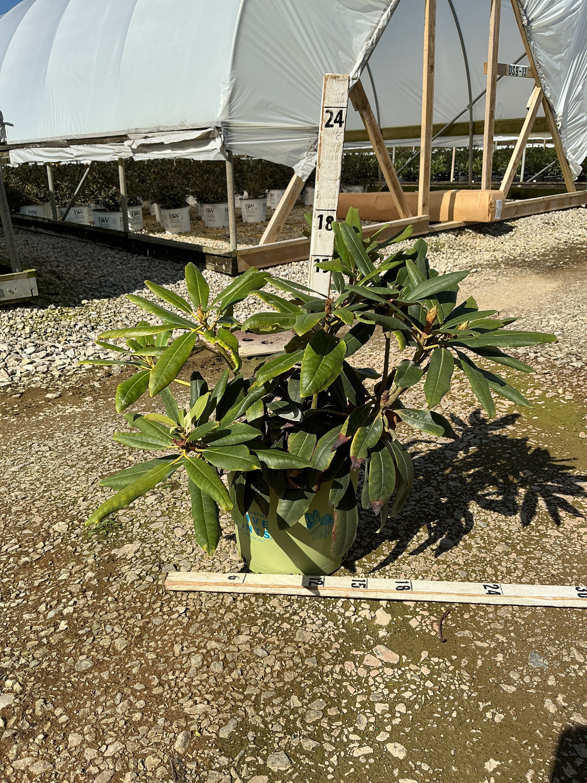 Rhododendron maximum Independence