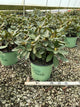 Rhododendron holdens 'Red'