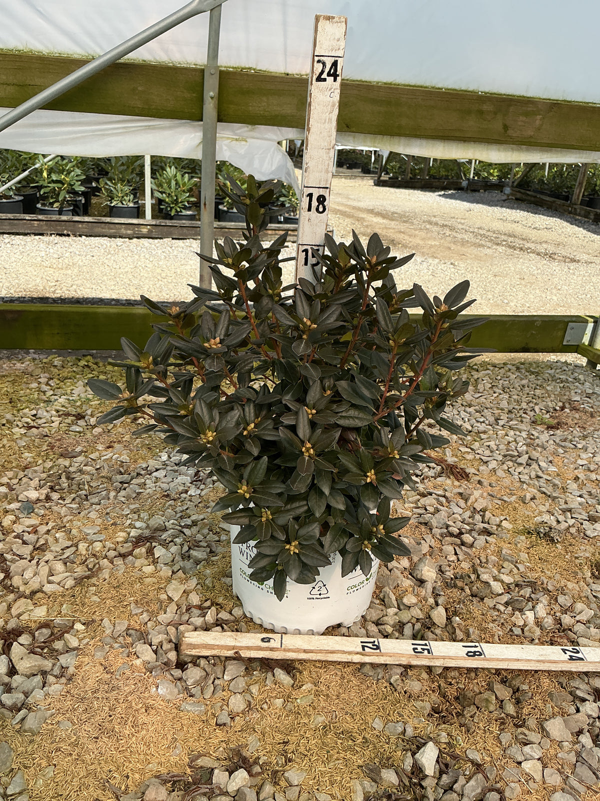 Rhododendron x 'Black Hat'
