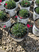 Dianthus paint 'The Town Red'