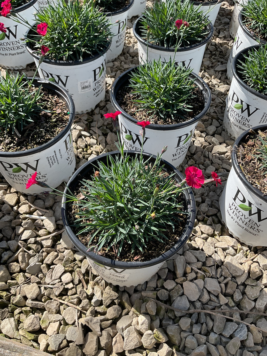 Dianthus paint 'The Town Red'