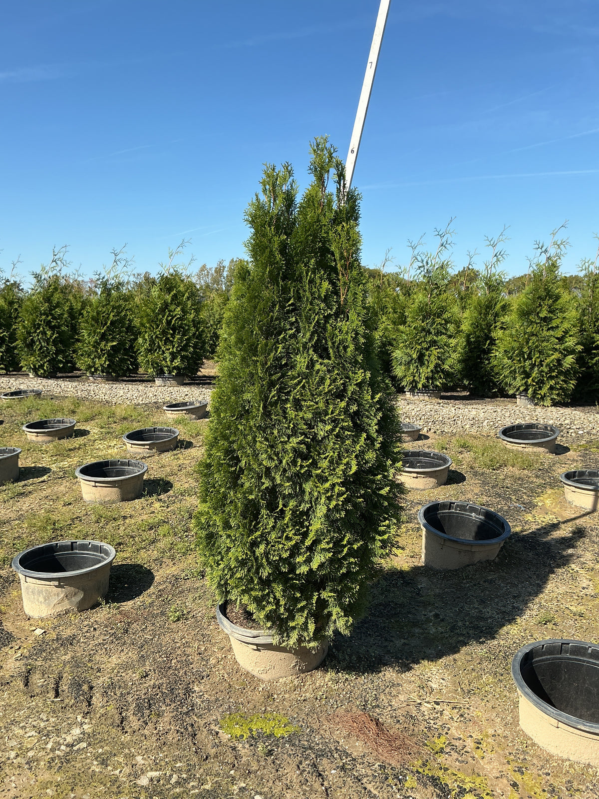 Thuja occidentalis 'Smaragd'