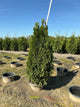Thuja occidentalis 'Smaragd'