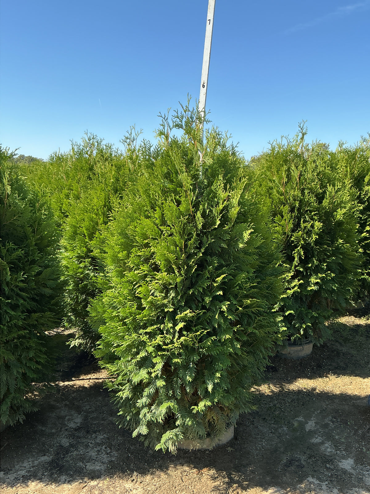 Thuja occidentalis 'Nigra'