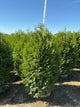 Thuja occidentalis 'Nigra'