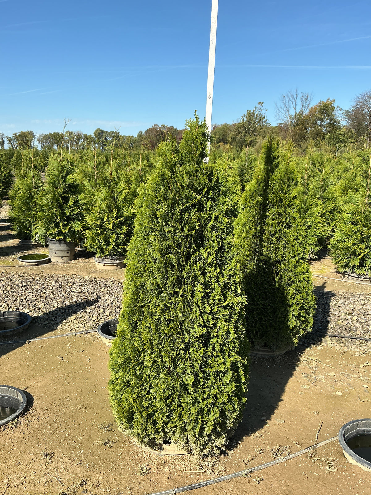 Thuja occidentalis 'Smaragd'