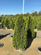 Thuja occidentalis 'Smaragd'