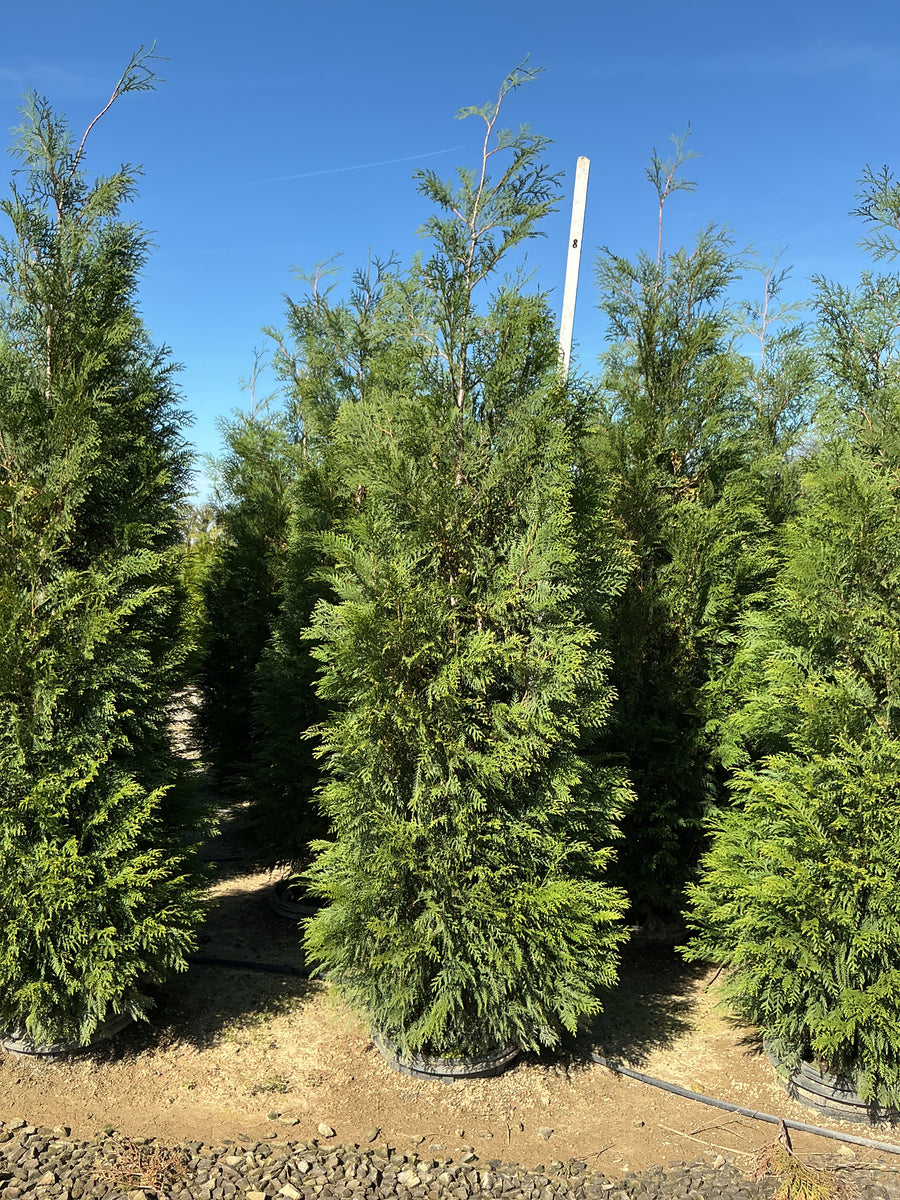 Thuja occidentalis 'American Pillar'