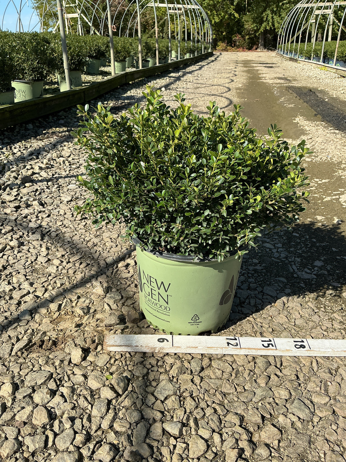 Buxus newgen 'Liberty Belle'