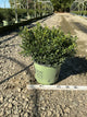 Buxus newgen 'Liberty Belle'