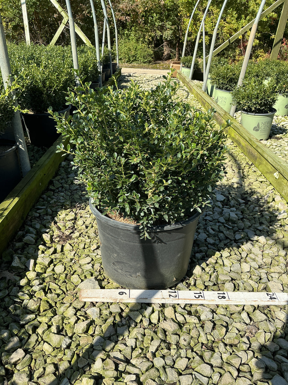 Buxus newgen 'Liberty Belle'