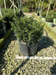 Buxus newgen 'Liberty Belle'