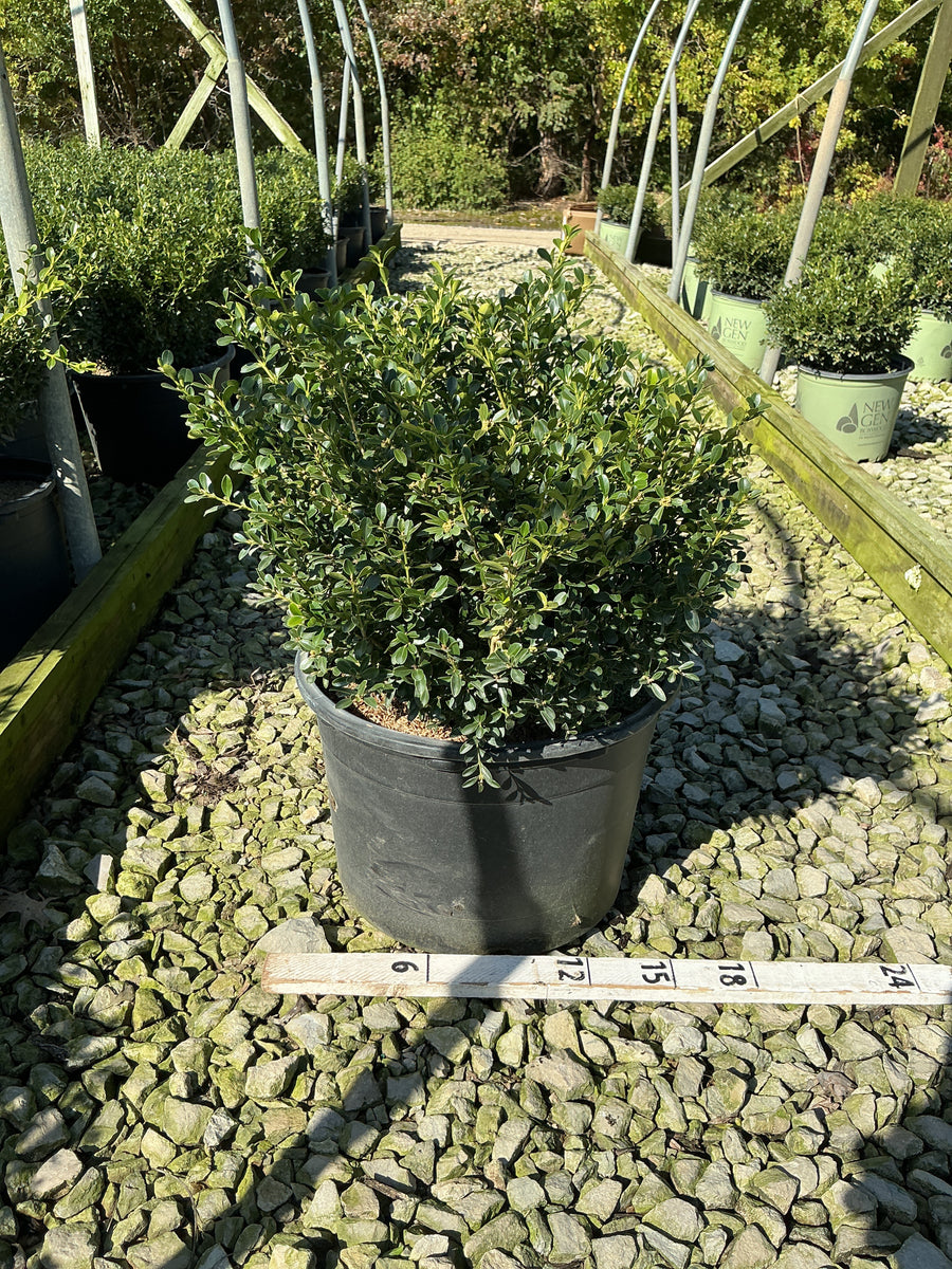 Buxus newgen 'Liberty Belle'