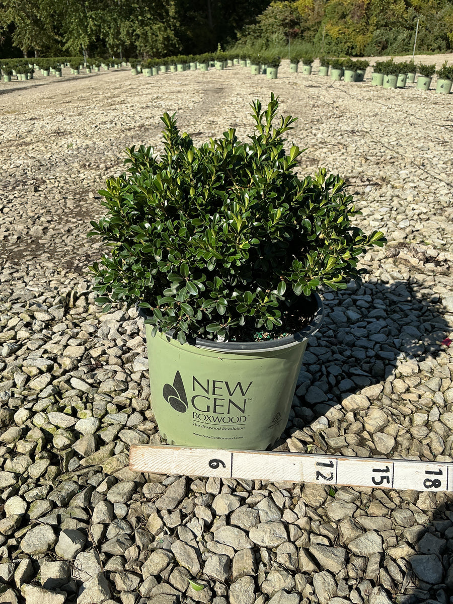 Buxus newgen 'Independence'