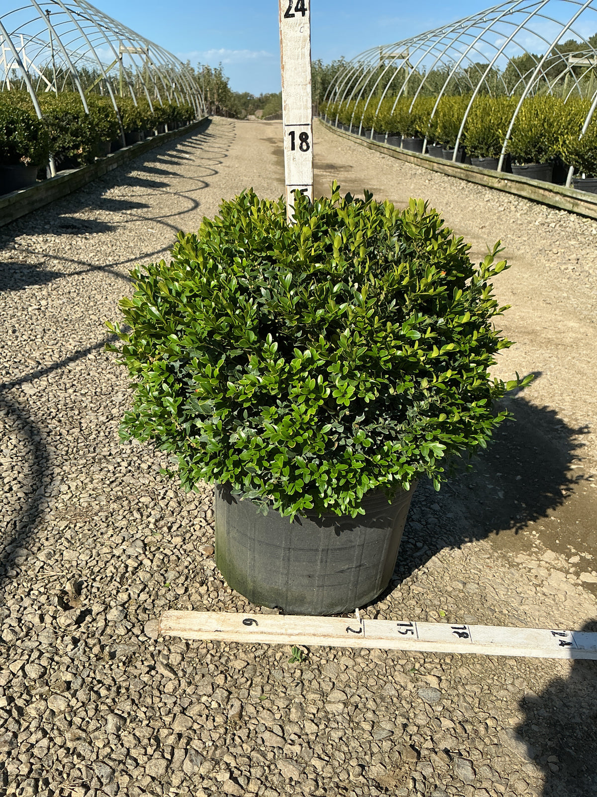 Buxus microphylla 'Green Velvet'