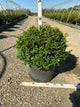 Buxus microphylla 'Green Velvet'