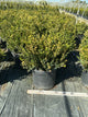 Buxus koreana x sempervirens 'Calgary'
