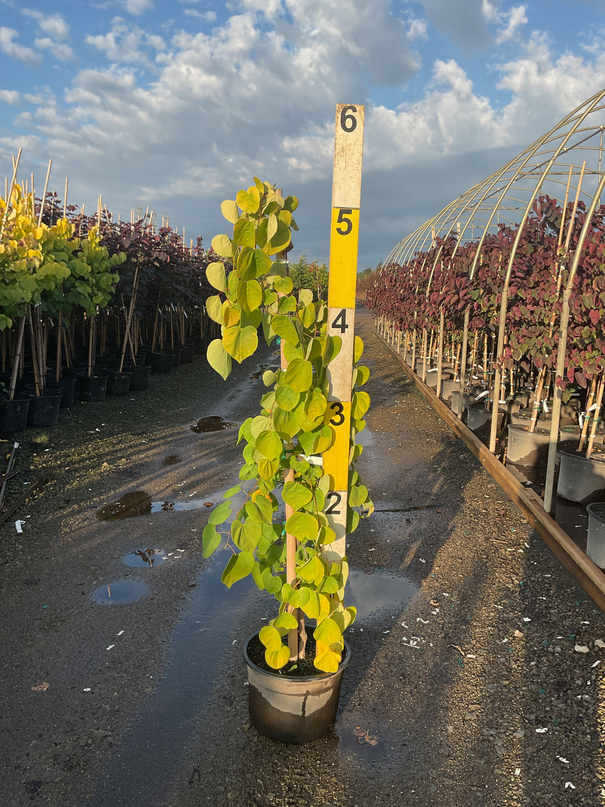 Cercis canadensis 'Golden Falls'