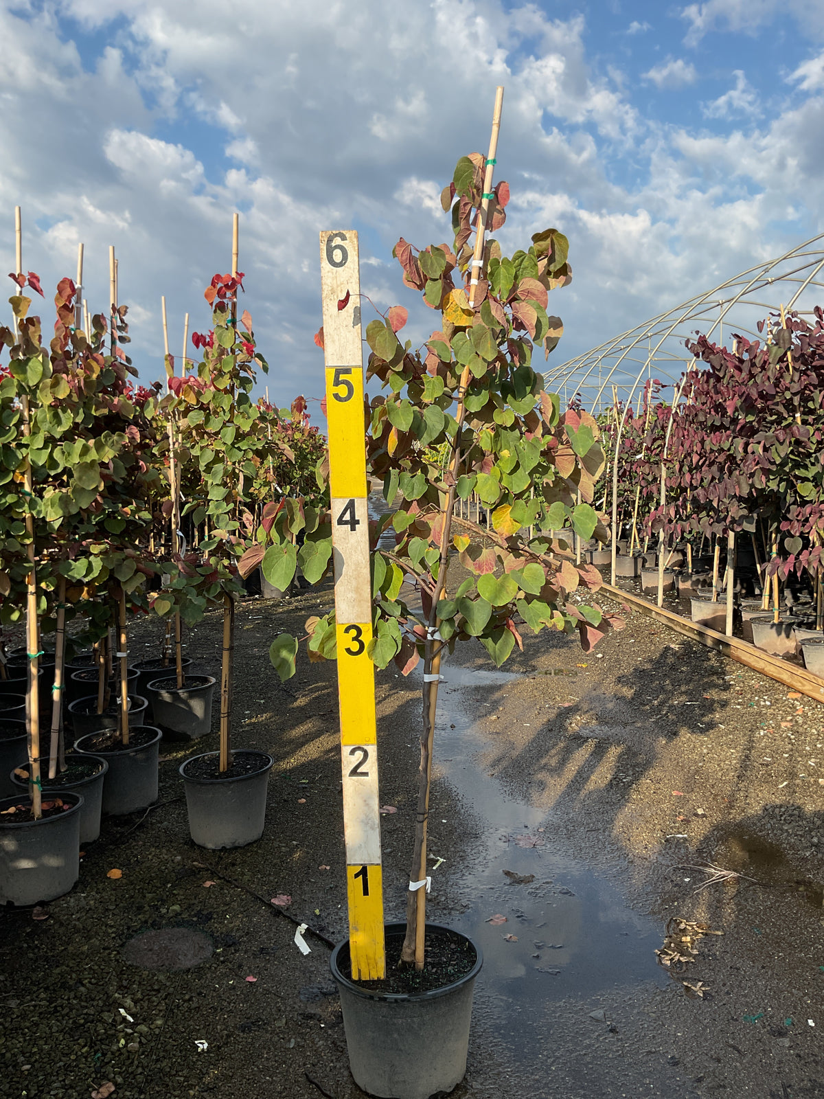 Cercis canadensis 'Hearts A' Fire'