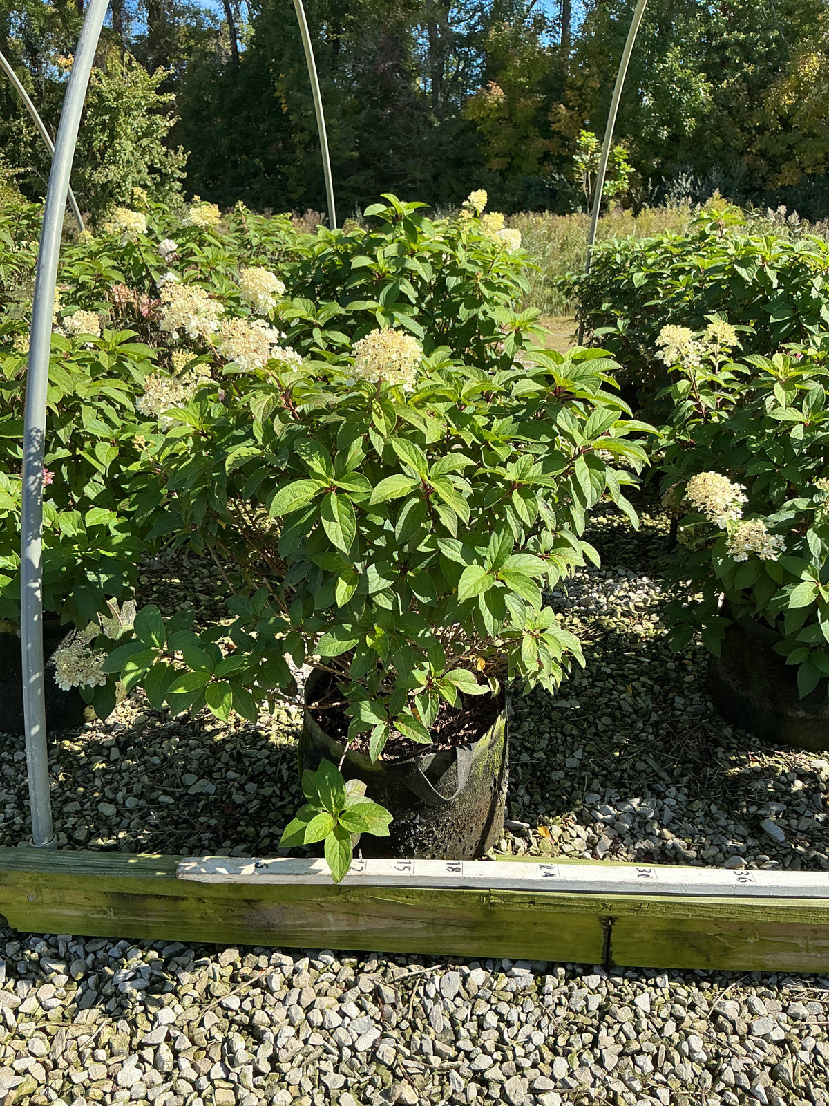 Hydrangea paniculata 'Bobo'