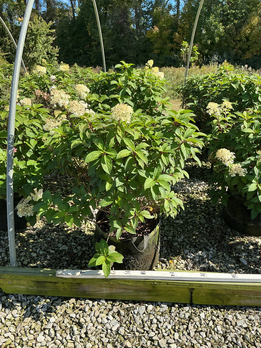 Hydrangea paniculata 'Bobo'