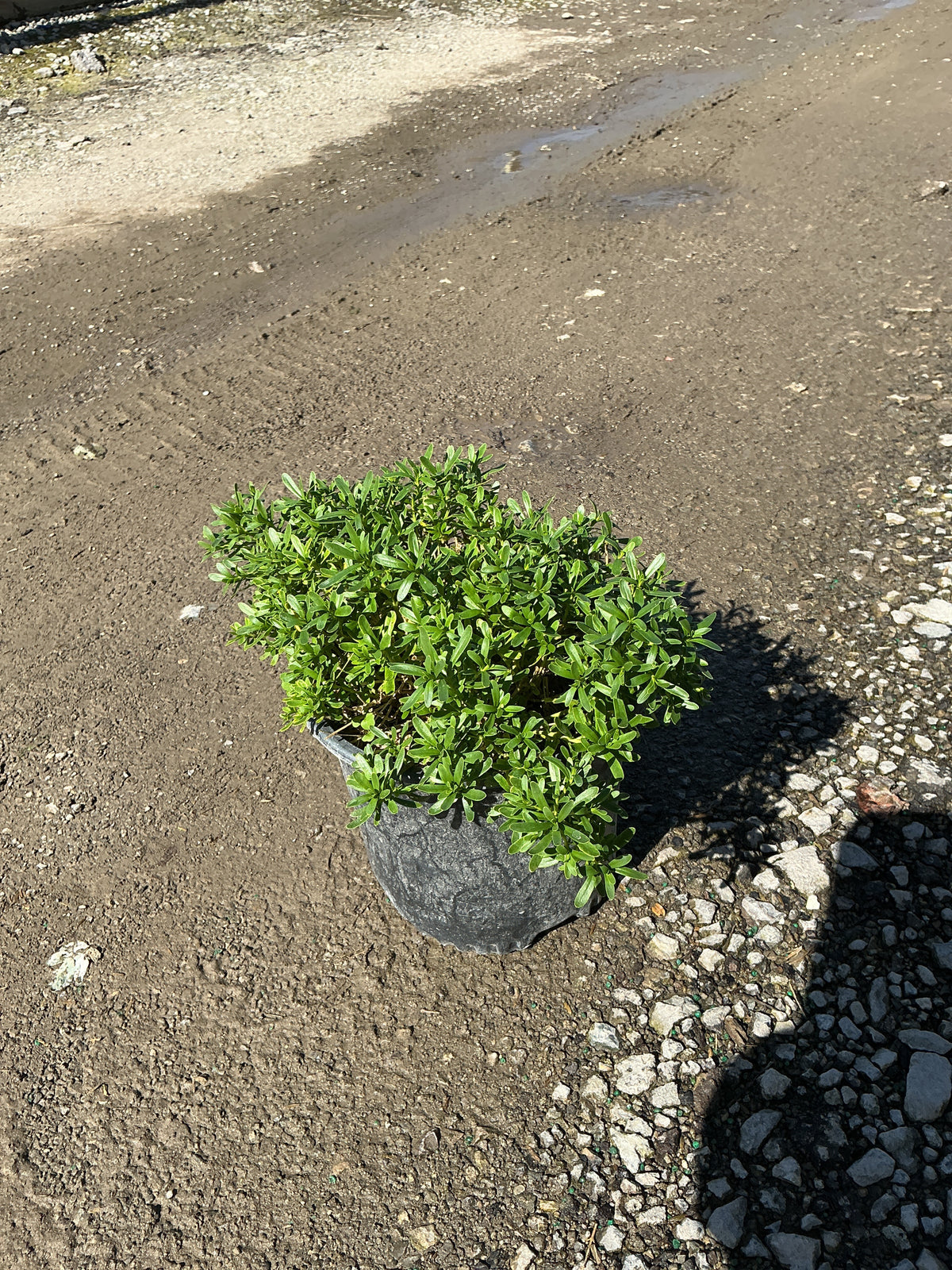 Iberis sempervirens 'Snowsurfer'