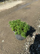 Iberis sempervirens 'Snowsurfer'