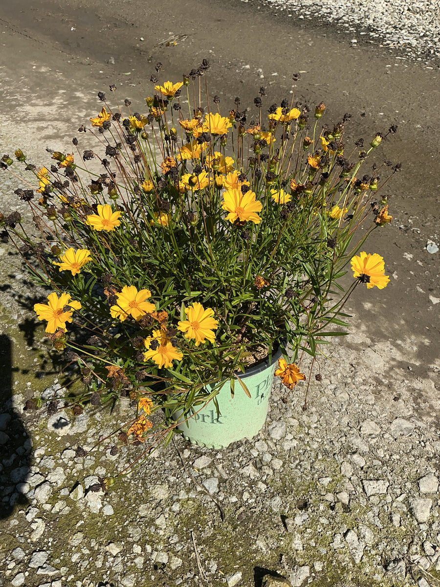 Coreopsis x 'Lil Bang Goldi Locks'