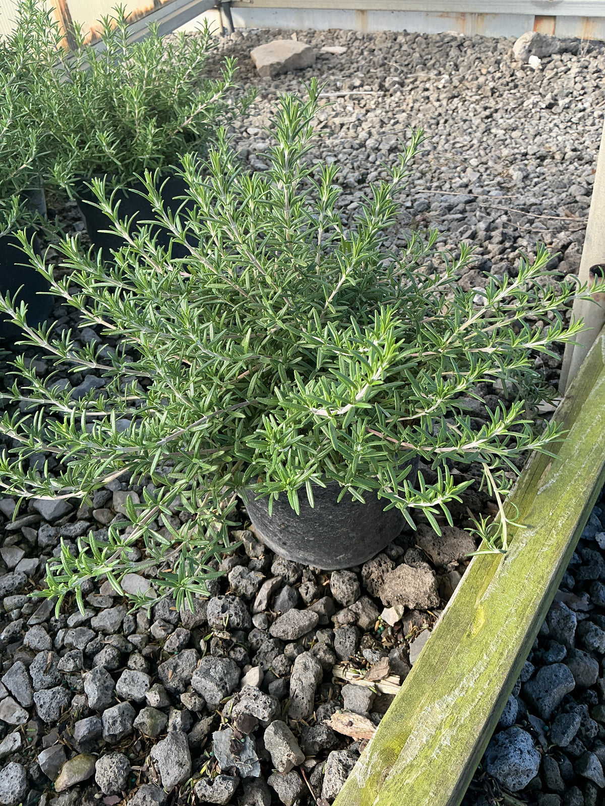 ROSEMARINUS O. BLUE CASCADE