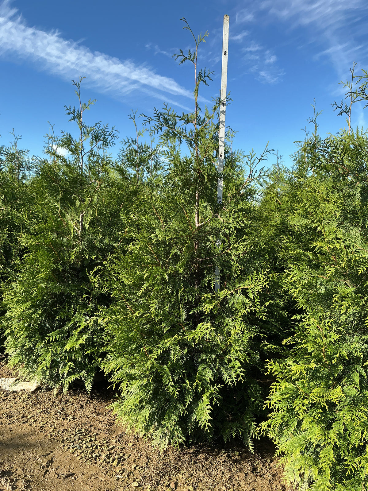 Thuja plicata 'Green Giant'