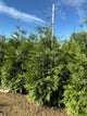 Thuja plicata 'Green Giant'