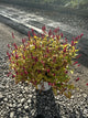Persicaria amplexicaulis 'Glowing Reviews