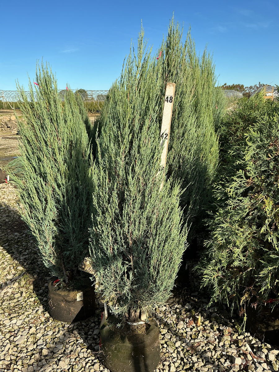 Juniperus scopulorum 'Skyrocket'