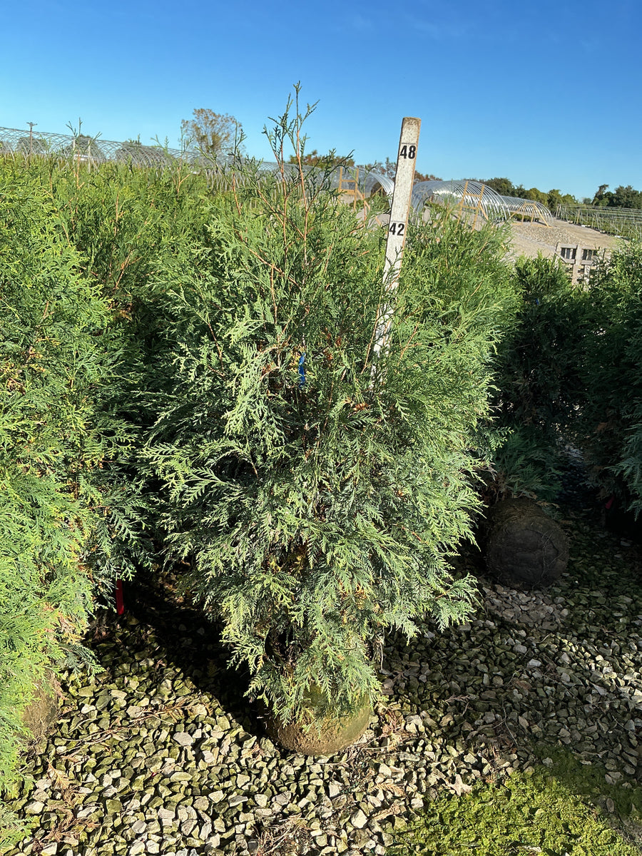 Thuja occidentalis 'Techny Mission'
