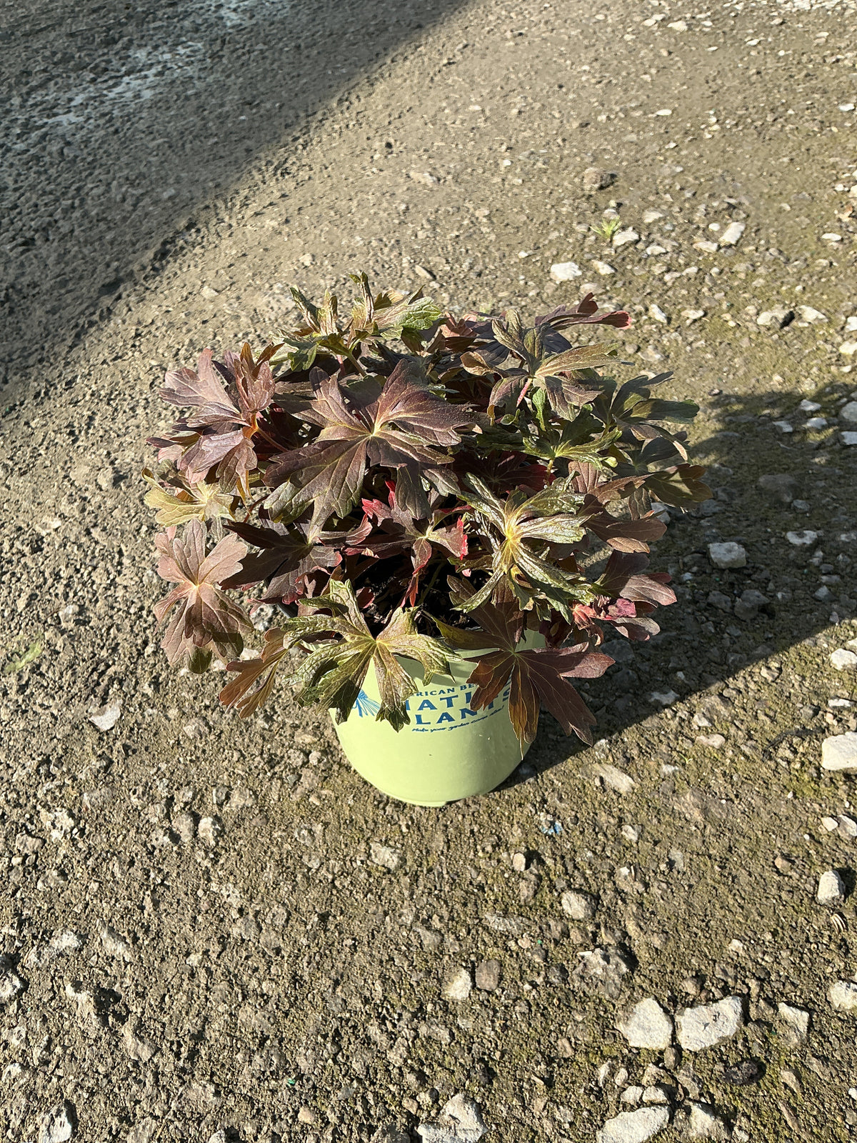 Geranium maculatum 'Dark Roast'
