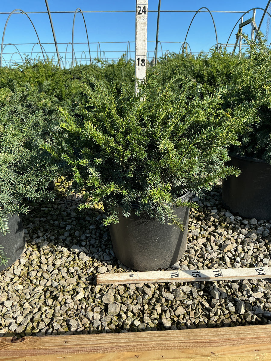 Taxus baccata 'Repandens'