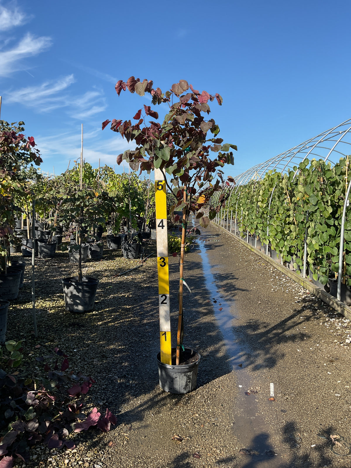 Cercis canadensis 'Forest Pansy'